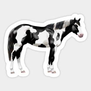 Black Pinto Tovero Paint Horse Sticker